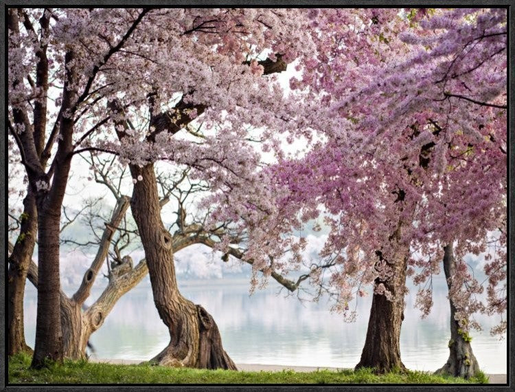"Cherry trees bloom, Washington, USA" Framed Canvas Giclee by Anonymous, 25x19"