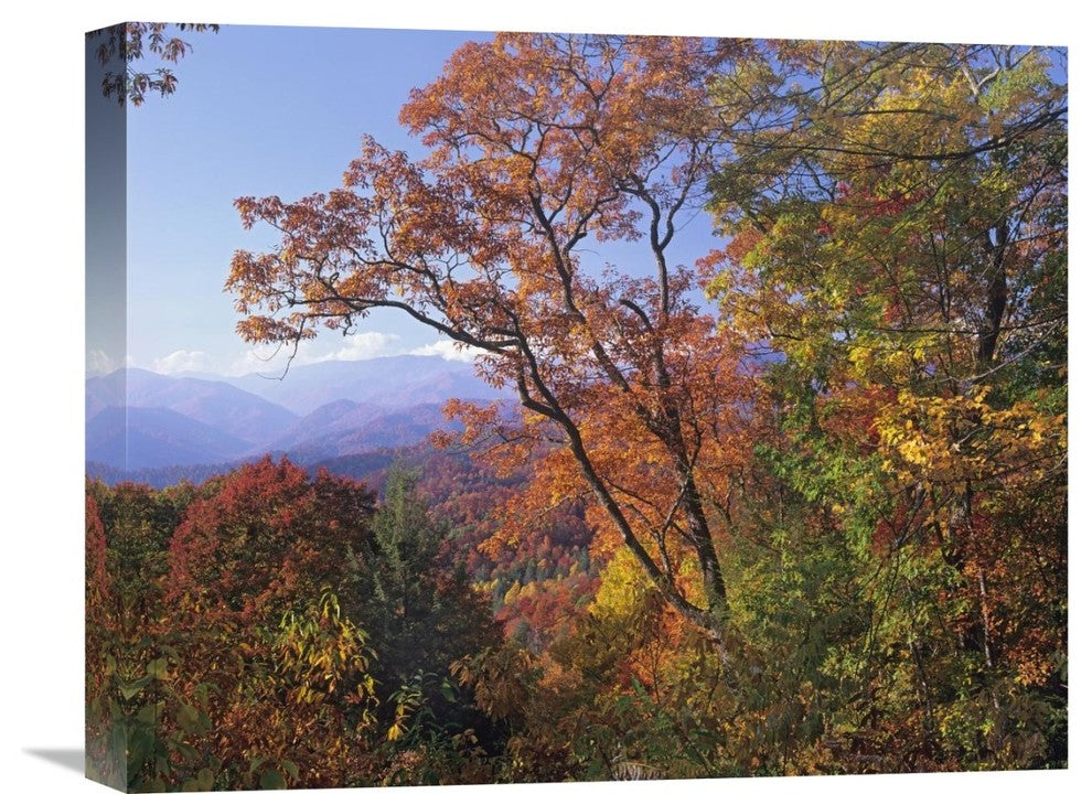"Deciduous Forest, Great Smoky Mountains, North Carolina" Artwork