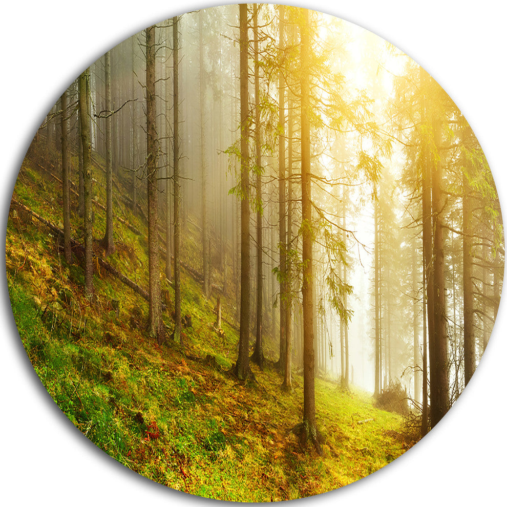 Sun Finds Its Way In Forest, Landscape Photo Disc Metal Wall Art, 11"