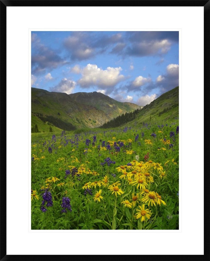 Orange Sneezeweed and Delphinium In American Basin, Colorado, 24"x30"