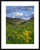 Orange Sneezeweed and Delphinium In American Basin, Colorado, 24"x30"
