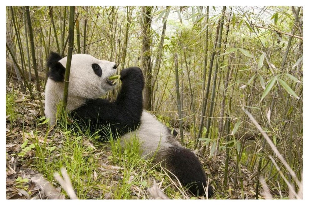 "Xiang Xiang eating bamboo, Wolong Nature Reserve, China" Paper Art, 62"x42"