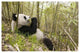 "Xiang Xiang eating bamboo, Wolong Nature Reserve, China" Paper Art, 62"x42"