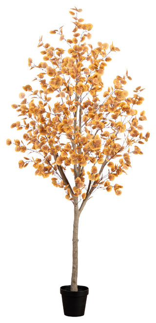 Full, front-facing product photo on white background representing the entire tree (primary product).