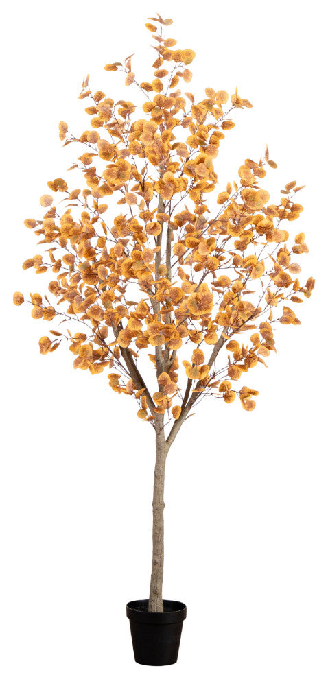 Full, front-facing product photo on white background representing the entire tree (primary product).