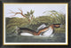 "American Pied-Bill Dobchick" Framed Canvas Giclee by John James Audubon, 42x29"