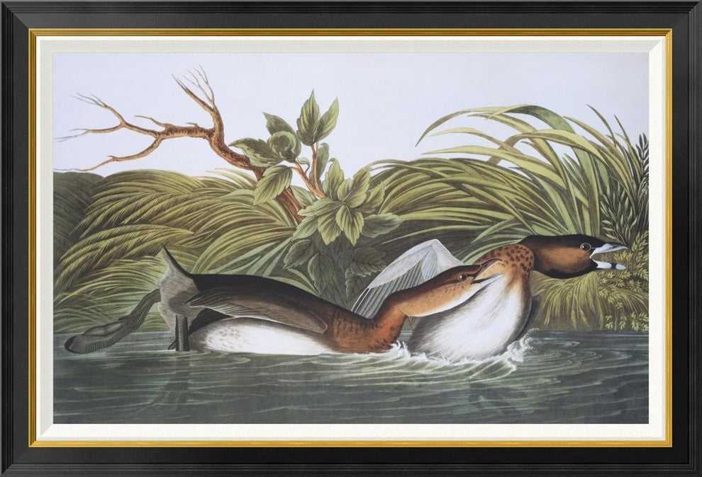 "American Pied-Bill Dobchick" Framed Canvas Giclee by John James Audubon, 42x29"