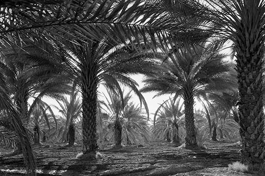 Date Palms - Fine Art Giclee Print 24" x 36"