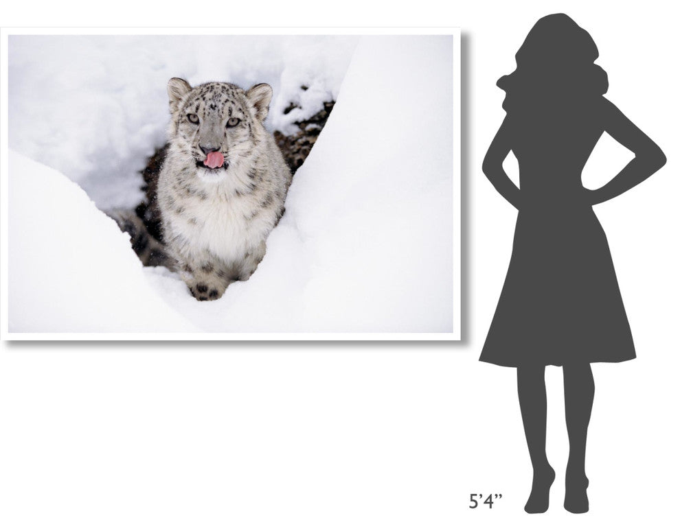 "Snow Leopard adult portrait in snow" Print by Tim Fitzharris, 62"x42"