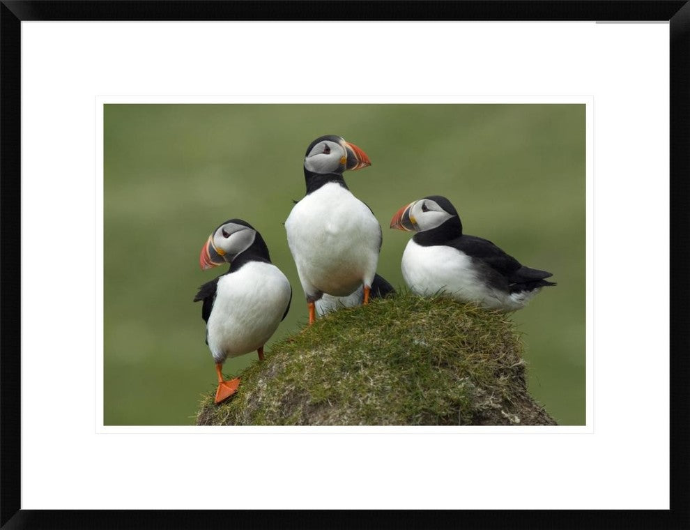 "Atlantic Puffin group, Faroe Islands" Framed Print by Rinie van Meurs, 26"x20"
