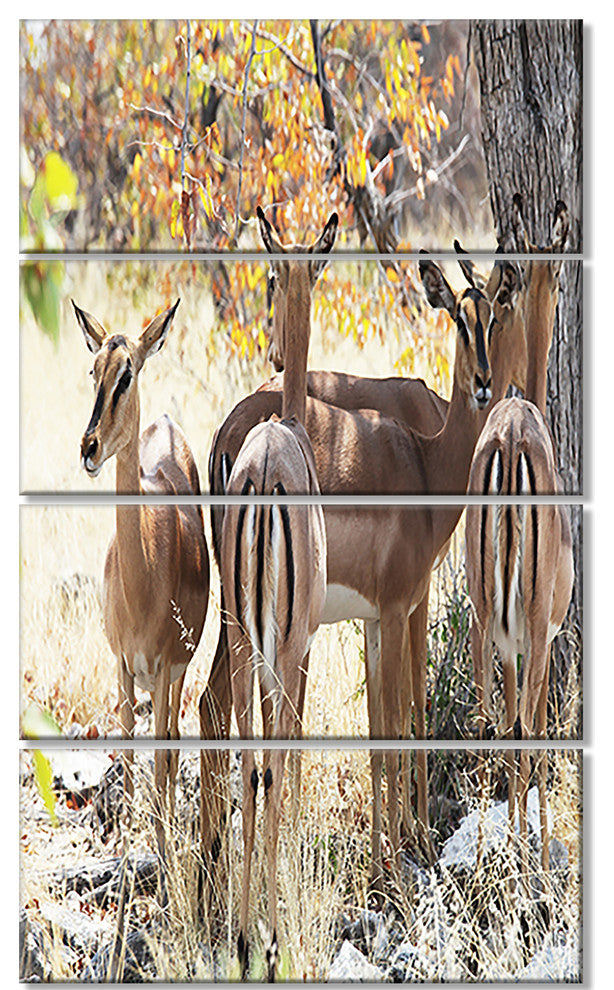 Beautiful Herd of Antelope Gnu, African Canvas Print, 28"x48", 4 Panels