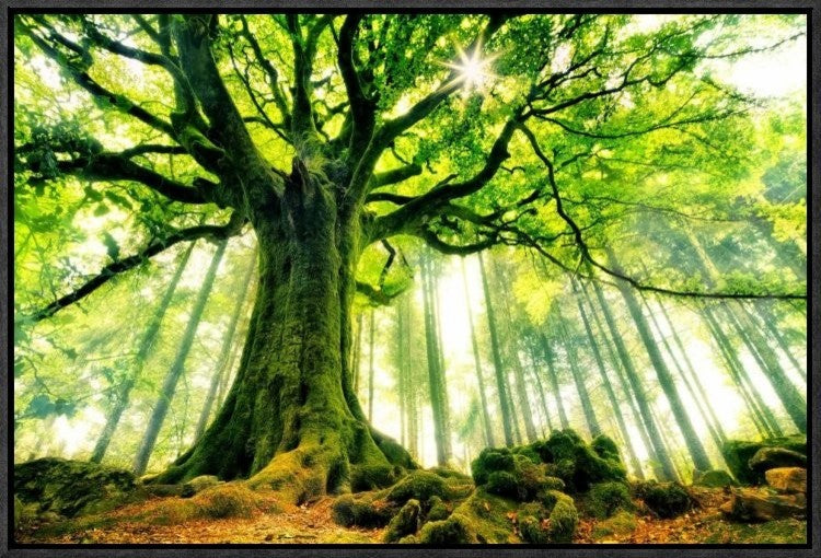 "Ponthus Beech" Framed Canvas Giclee by Christophe Kiciak, 23x16"