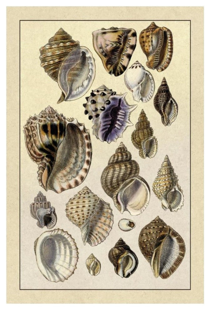 "Shells: Purpurifera" Digital Paper Print by G.B. Sowerby, 14"x20"