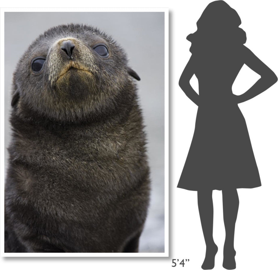 "Antarctic Fur Seal 1 to 2 week old pup, Salisbury Plain" Paper Art, 42"x62"