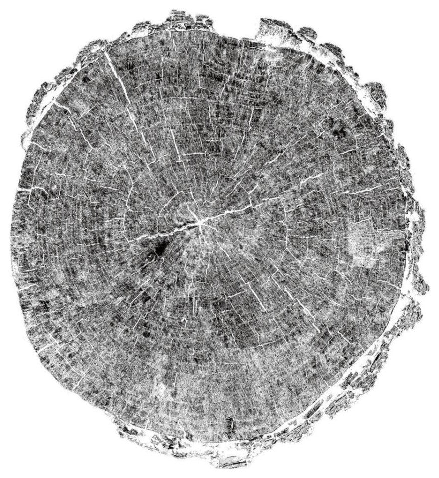 "Woodland Years II with Silver Foil" Paper Print by Sue Schlabach, 32"x32"