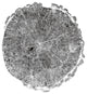"Woodland Years II with Silver Foil" Paper Print by Sue Schlabach, 32"x32"