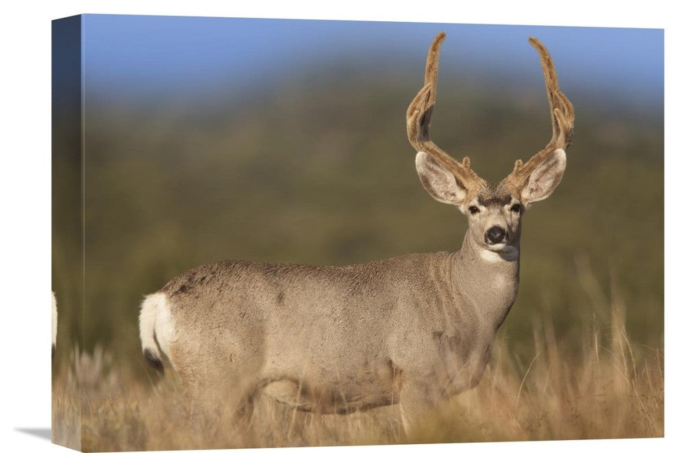 "Mule Deer Male In Dry Grass, North America" Artwork, 16" x 12"