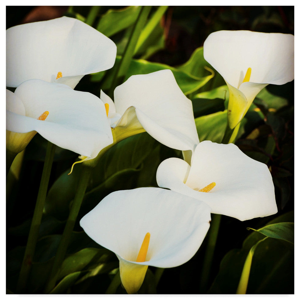 Lance Kuehne 'Calla Lilies' Canvas Art, 14"x14"