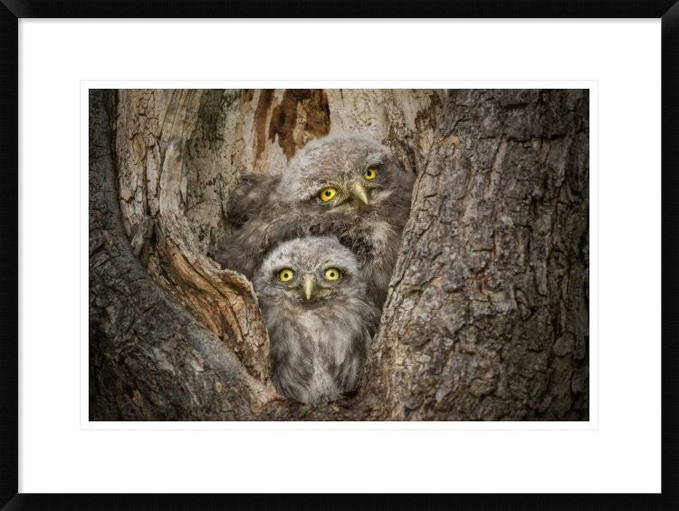 "Civ and Civ" Framed Digital Print by Ghizzi Panizza Alberto, 30x22"