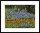 "Bluebonnet and Pricky Pear cactus, Texas"  by Tim Fitzharris, 32x26"
