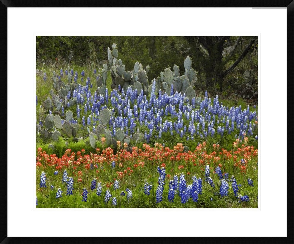 "Bluebonnet and Pricky Pear cactus, Texas"  by Tim Fitzharris, 32x26"
