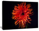 Spider Gerbera Daisy Watercolor, Flowers Canvas Wall Artwork, 20"x12"