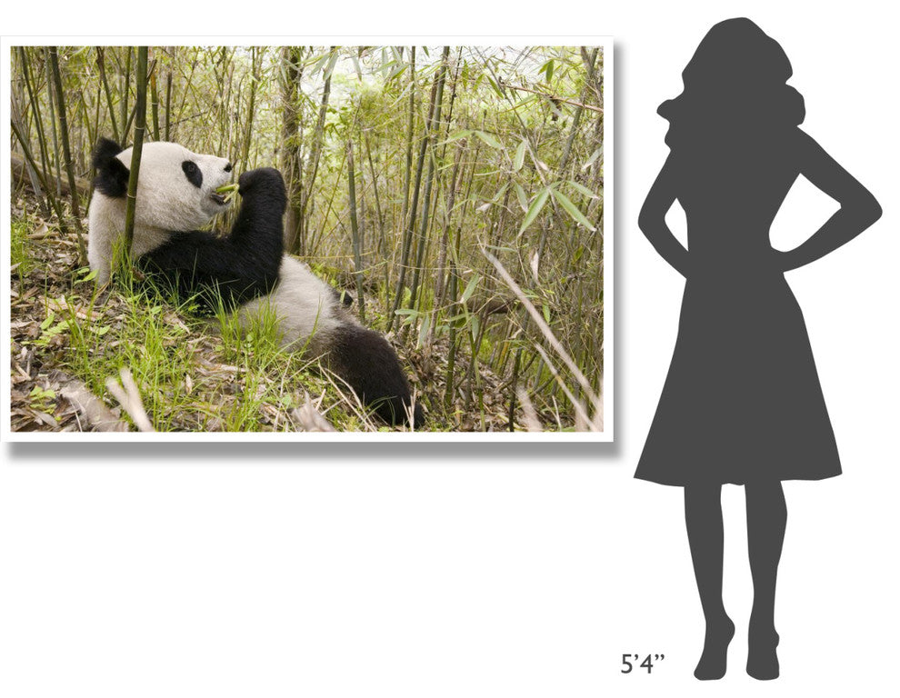 "Xiang Xiang eating bamboo, Wolong Nature Reserve, China" Paper Art, 62"x42"