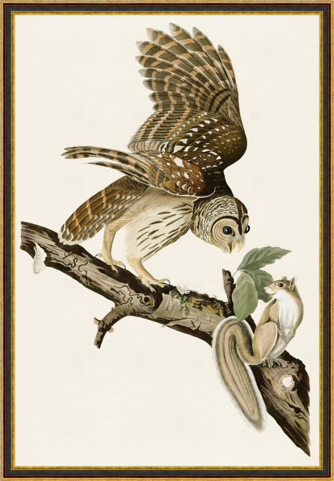 Owl Print 1, Giclee Reproduction Artwork