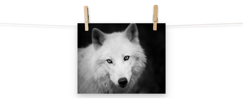 Black and White Portrait of White Wolf In The Forest Loose Wall Art Print, 8" X 10"
