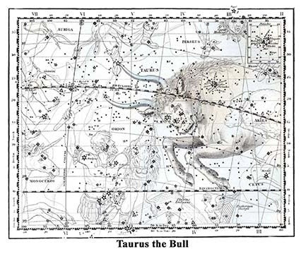 Taurus the Bull - Paper Poster 20" x 30"