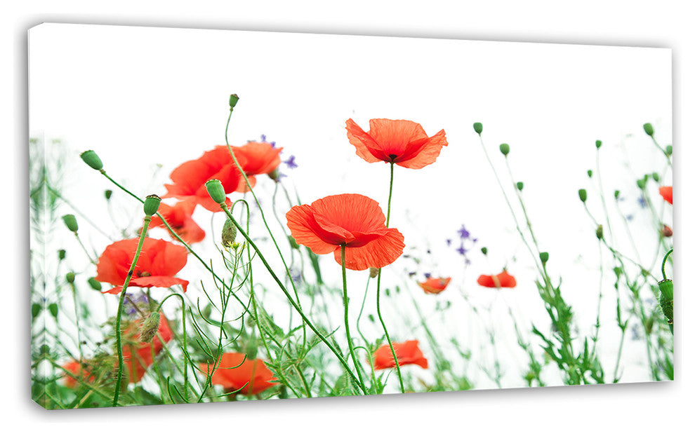 Poppy Flowers on White Background, Floral Canvas Art Print, 32"x16"