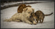 "Sweet Effusions" Framed Canvas Giclee by Riccardo Lucidi, 41x22"
