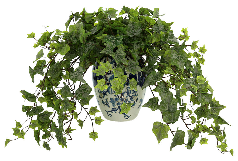 Ivy Plant in a Ceramic Vase