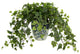 Ivy Plant in a Ceramic Vase