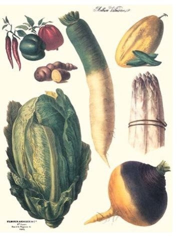 Vegetables; White Asparagus, Spago, Peppers, Cabbage, Turnip- Canvas Poster