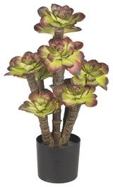 Echeveria Silk Plant