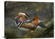 "Mandarin Duck Male, Jurong Bird Park, Singapore" Artwork, 24" x 18"