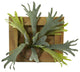 13" Staghorn Artificial Plant, Wood Hanging Frame