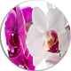 Blooming Orchid Flowers, Digital Art Disc Metal Wall Art, 23"