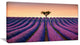 "Lavender and Lonely Tree Uphill" Landscape Photo Wall Art, 40"x20"
