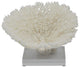 Table Coral Special 10-12" On Acrylic Base