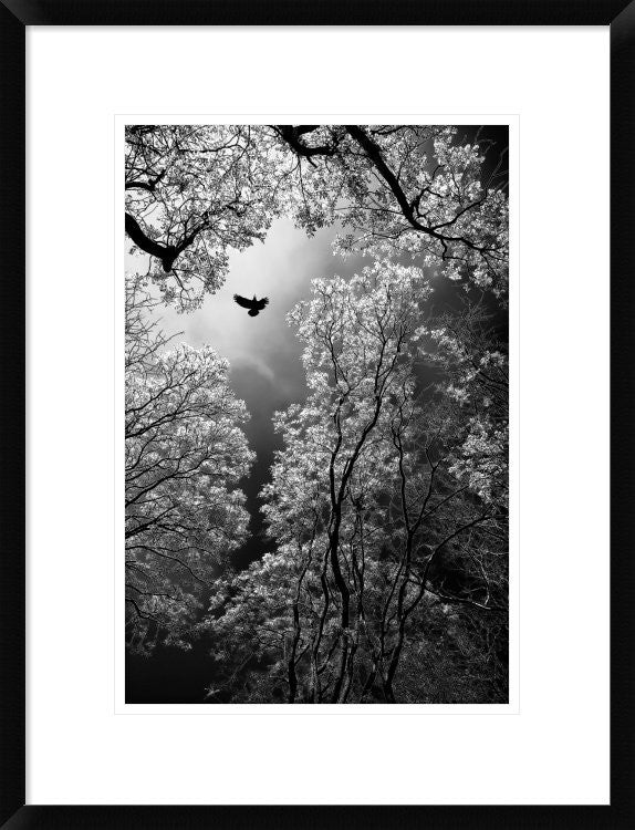 "Flight" Framed Digital Print by Goran Stamenkovic, 20"x26"