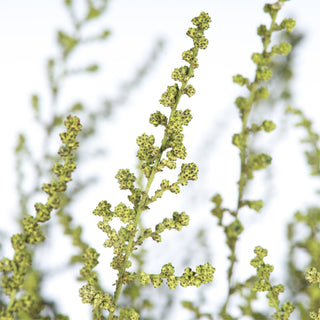 all Natural Stoebe Bundle, Preserved , Oasis Green, 14-18"