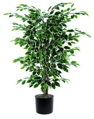 Full product shot on a white background; front-facing, entire ficus bush in pot.
