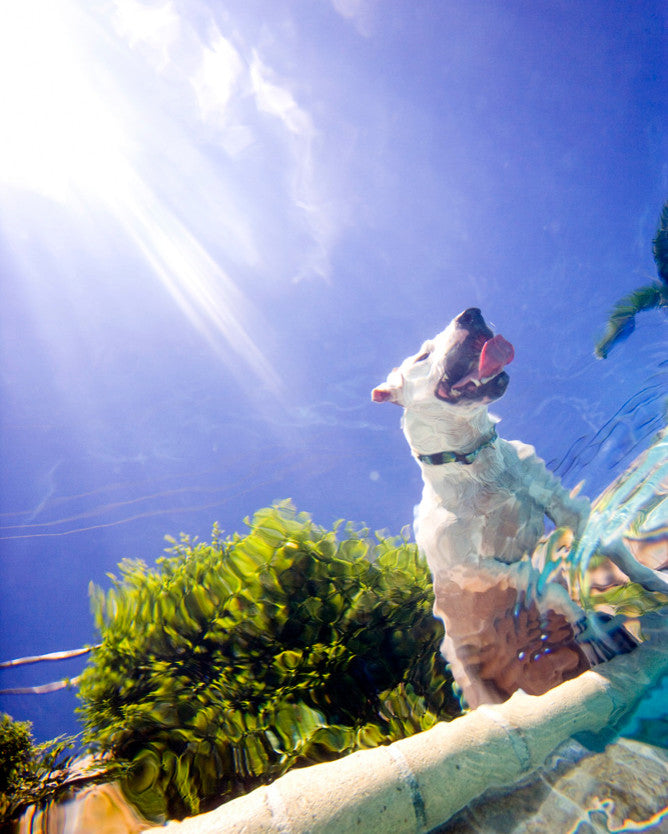 Underwater Dog Photograph "The Lookout", 16x20
