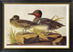 "American Green-Winged Teal" Framed Canvas Giclee by John James Audubon, 36x26"
