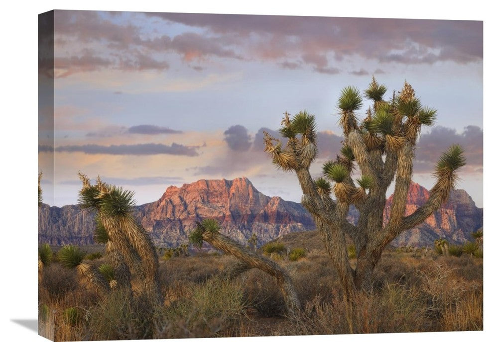 "Joshua Tree And Spring Mountains, Red Rock Canyon, Nevada" Artwork