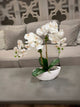 White orchids in a ceramic pot