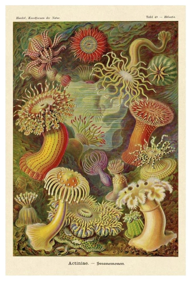 "Haeckel Nature Illustrations: Actiniae" Paper Print by Ernst Haeckel, 14"x20"