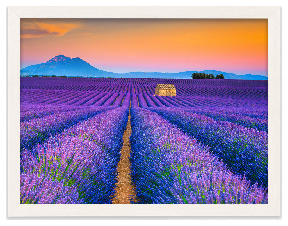 Blooming Lavender Field and Sunset Floral Landscape Framed Photo Wall Art Prints, White, 18" X 24"